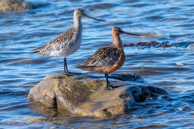 Pair of bar-tailed godwits on Ekkerøy