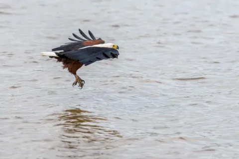 Schreiseeadler beim Fischfang