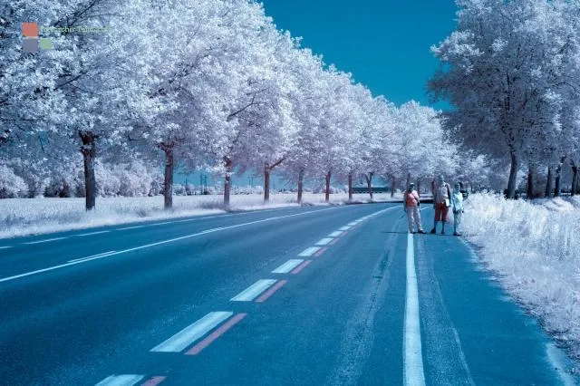 Avenue in summer