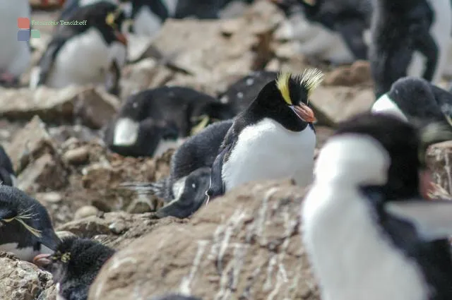 Erect-crested penguin (Eudyptes sclateri) on Pebble Island