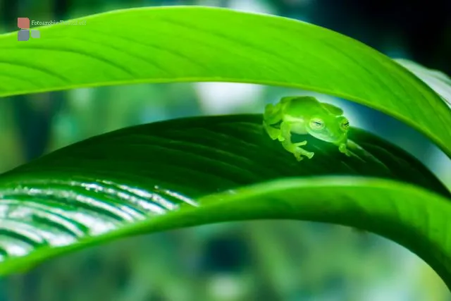 Little green frog (species unknown)