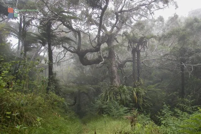 Giant ferns in the Forêt de Bébour