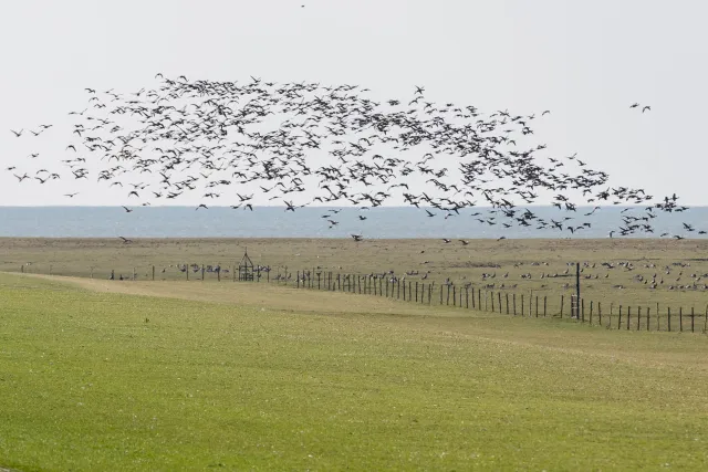 Gänsespektakel auf der Insel Neuwerk