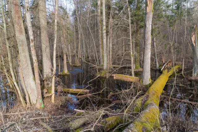 The Białowieża Forest