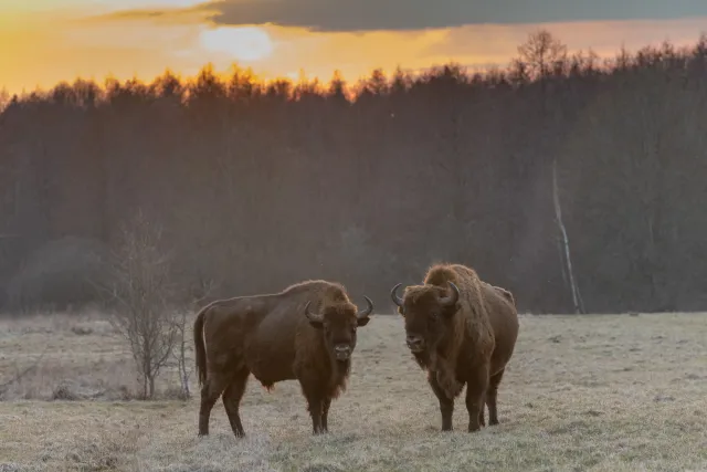 Białowieża: The last free bisons