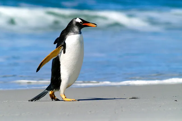 Eselspinguine am Volunteer Point, Ostfalkland