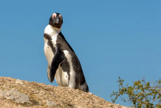 African penguins at "Boulders Beach" in South Africa