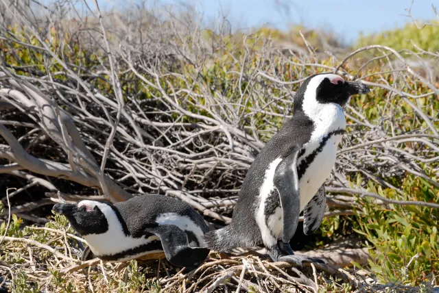 African penguins at "Boulders Beach" in South Africa