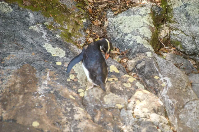 Dickschnabelpinguine auf der Südinsel von Neuseeland