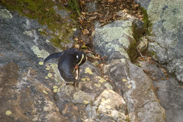 Fiordland penguins on the South Island of New Zealand