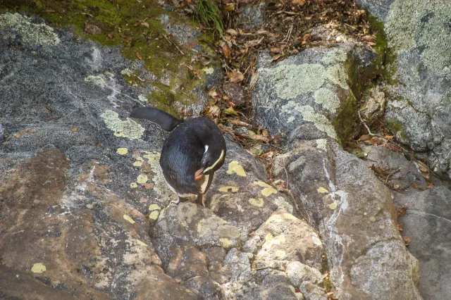 Fiordland penguins on the South Island of New Zealand