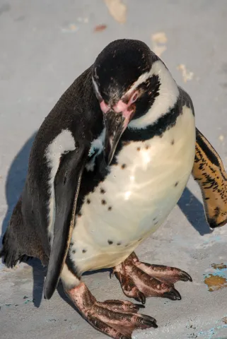 Humboldtpinguin (Mit freundlicher Genehmigung des Kölner Zoos)