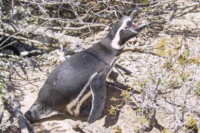 Magellanic penguins in Argentina