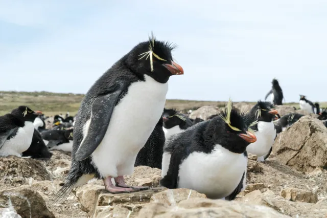 Die Felsenpinguinkolonie auf Pebble Island, eine der Falklandinseln