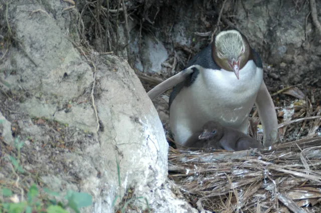 Yellow-eyed penguins in Omaru, New Zealand