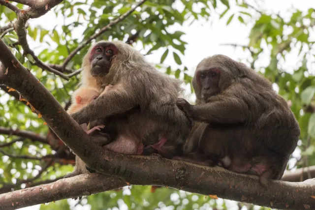 Macaque family with cub