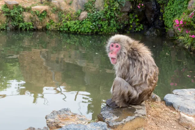 Japanese macaque in Arashiyama