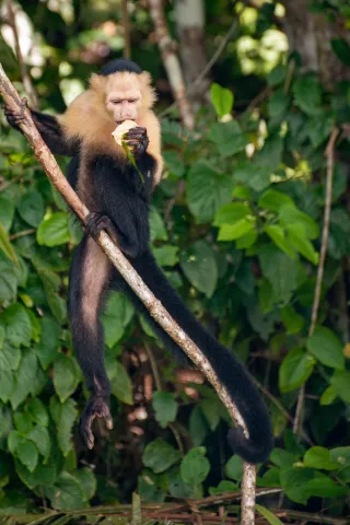 Panamanian white-faced capuchin on the Panama Canal