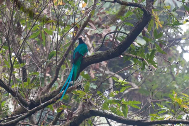 Quetzal im Urwald bei Boquete