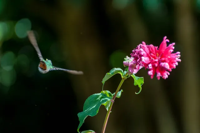 Rufous-tailed hummingbird in Boquete, Panama