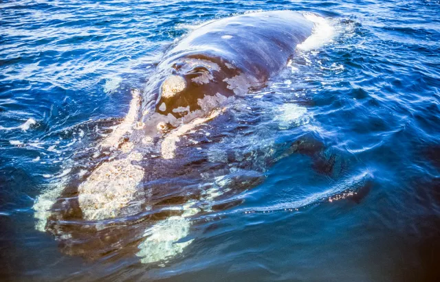 Whale watching in Piramides Bay, Valdes