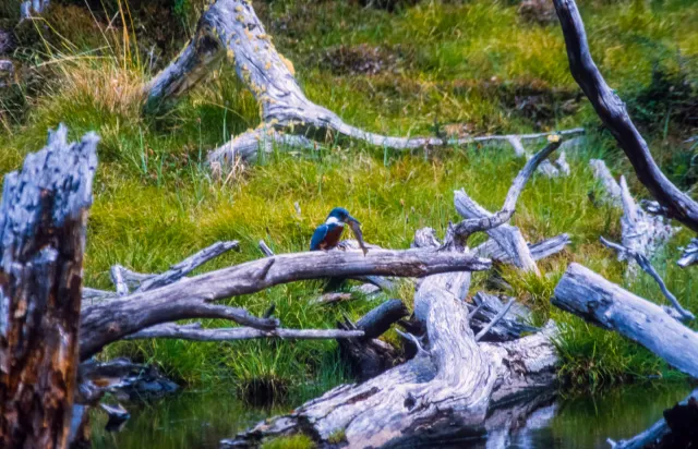 Eisvogel bei Ushuaia