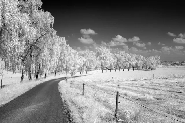 Birch avenue in Hennef in summer