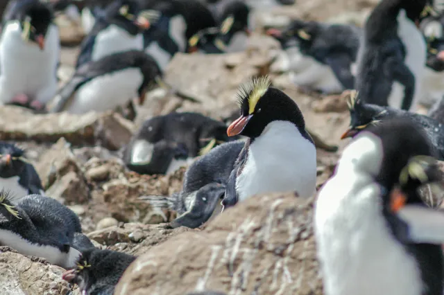 Erect-crested penguin (Eudyptes sclateri) on Pebble Island