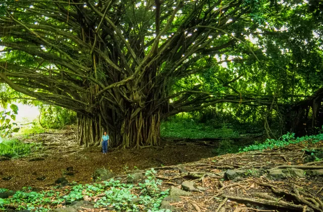 Karin in front of a giant tree