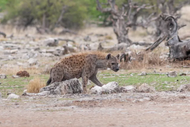 Tüpfelhyäne im Etoshapark in Namibia