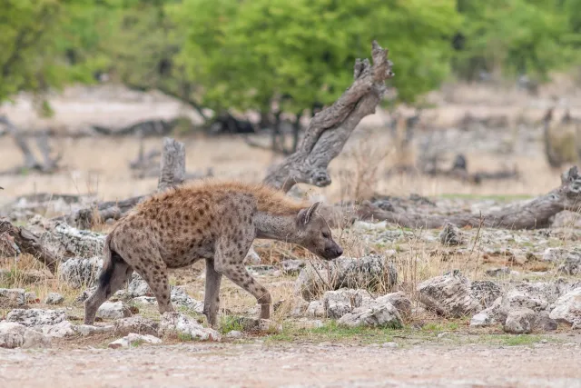 Tüpfelhyäne im Etoshapark in Namibia