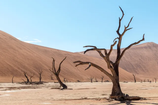 Dead camel thorn trees in Deadvlei