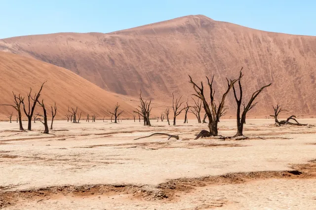 Dead camel thorn trees in Deadvlei