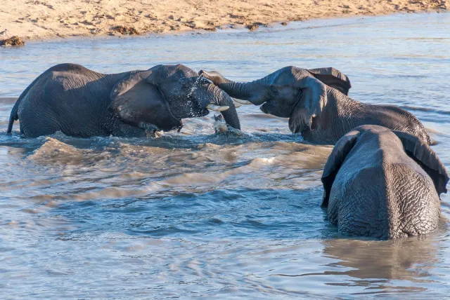 Bathing fun with a herd of elephants in the Kruger National Park