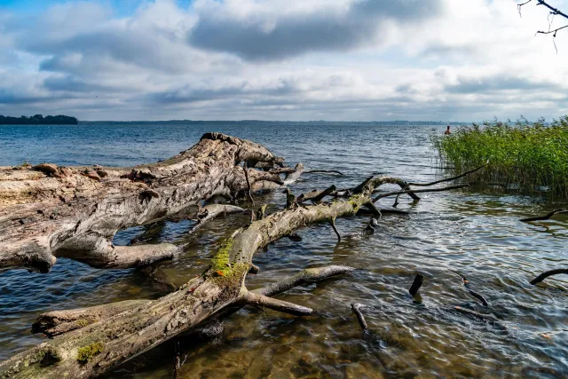 Bäume im Schweriner See