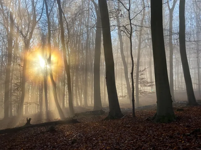 Sonne und Nebel im Buchenwald