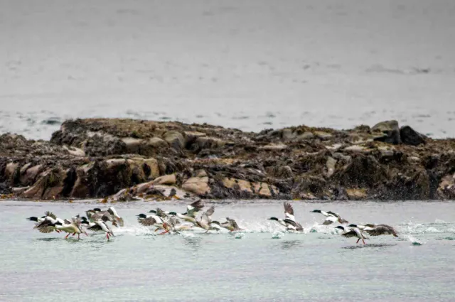 Common merganser  on the Lofoten