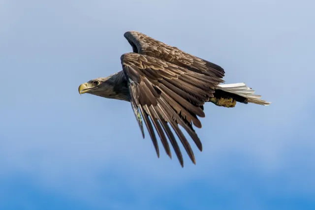 Seeadler auf den Lofoten