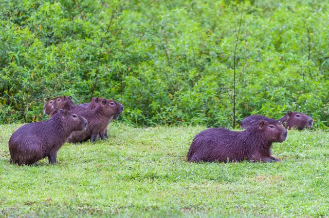 Capybara oder Wasserschwein (Hydrochoerus hydrochaeris)