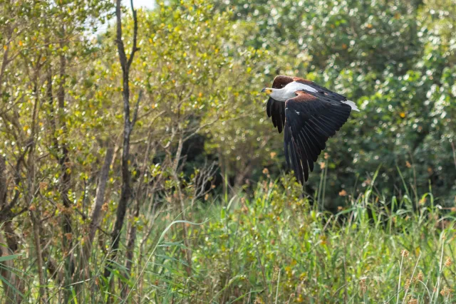 Afrikanische Schreiseeadler (Haliaeetus vocifer)