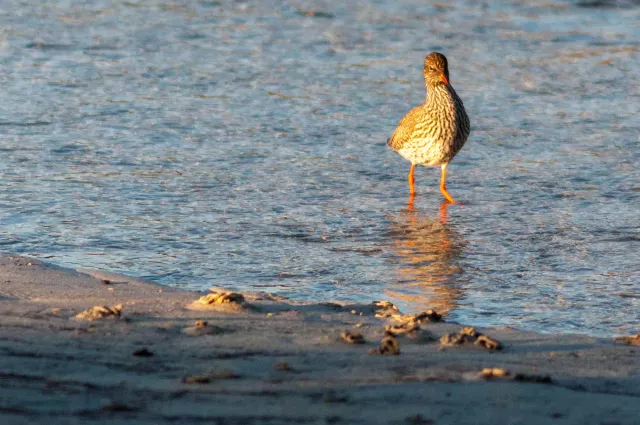 Redshank in Lofoten