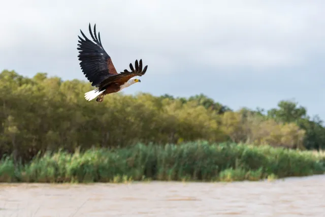 Fish eagle when fishing