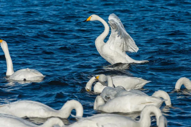 Singschwäne auf dem Kussharo-See auf Hokkaido