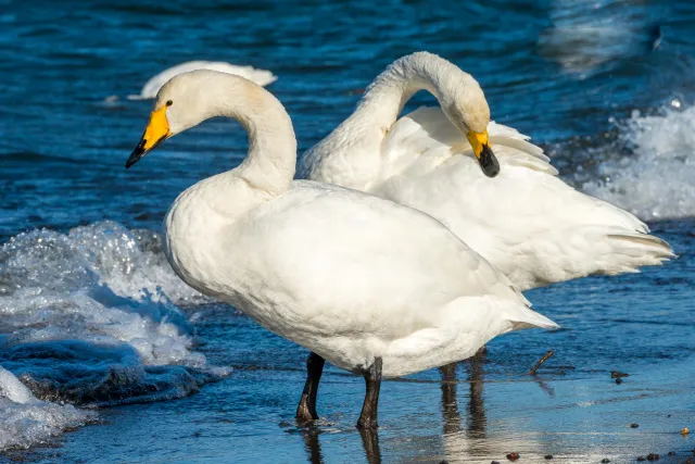 Singschwäne auf dem Kussharo-See auf Hokkaido