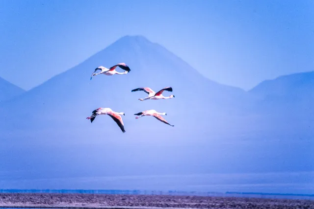 Andean flamingos in the Salar de Atacama