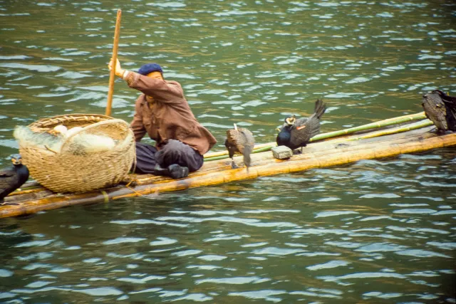 Kormoranfischer auf dem Li-Fluss