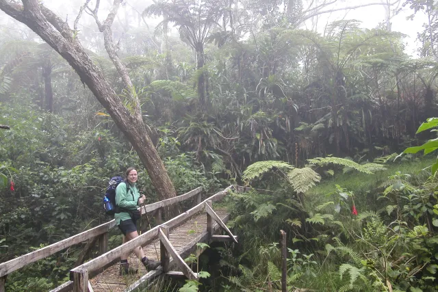 Tamarind trees, giant ferns and cedars in the fog of the Forêt de Bébour