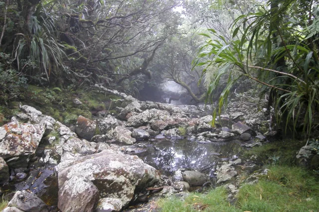 Tamarind trees, giant ferns and cedars in the fog of the Forêt de Bébour