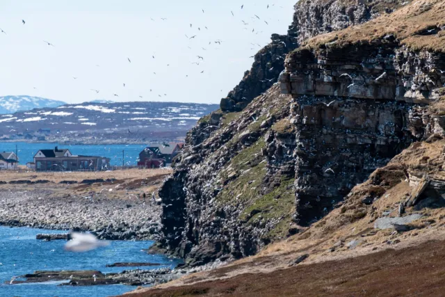 Nistplätze der Dreizehenmöwen im Vogelschutzgebiet Ekkerøy