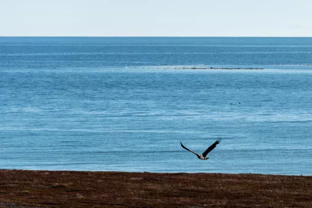 Sea eagles hunt on the road from Vadsø to Ekkerøy